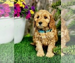 Image preview for Ad Listing. Nickname: Bernie mini