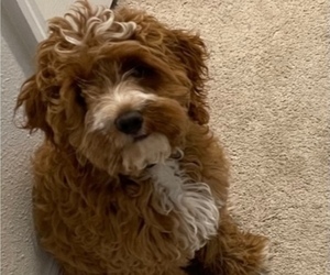 Cockapoo Puppy for sale in PALMETTO, FL, USA