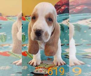 Basset Hound Puppy for Sale in CENTRALIA, Washington USA