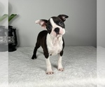 Small Photo #7 Boston Terrier Puppy For Sale in FRANKLIN, IN, USA