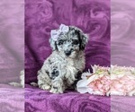 Small Photo #1 Sheepadoodle Puppy For Sale in GLEN ROCK, PA, USA