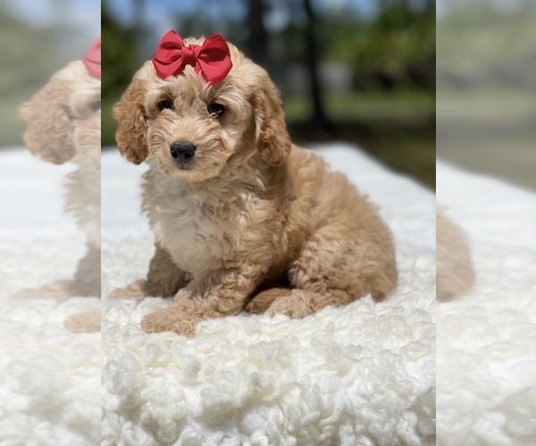 Medium Photo #11 Goldendoodle Puppy For Sale in FROSTPROOF, FL, USA