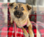 Small #6 Chihuahua Mix