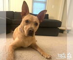 Small #2 Mutt