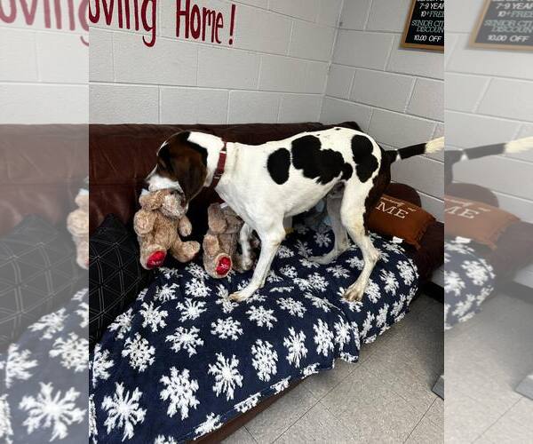 Medium Photo #3 Mutt Puppy For Sale in North Myrtle Beach, SC, USA