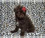 Small Photo #3 Cavapoo Puppy For Sale in LAKELAND, FL, USA