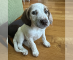 Small #3 Mutt