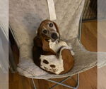 Small #1 Basset Hound Mix