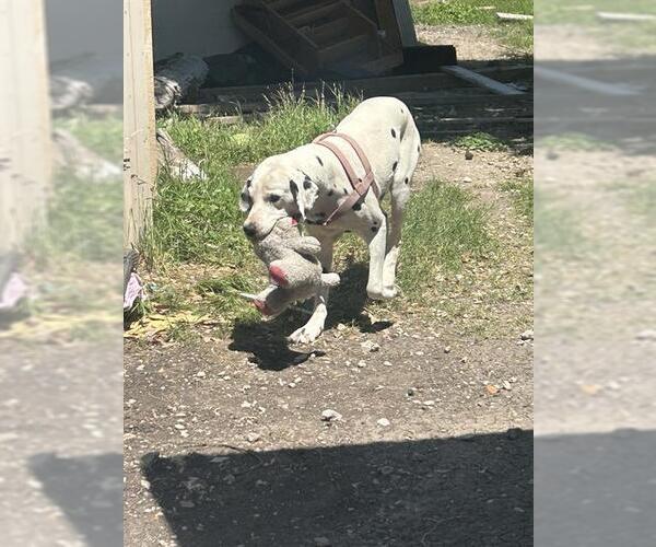 Medium Photo #1 Dalmatian-Unknown Mix Puppy For Sale in San Antonio, TX, USA