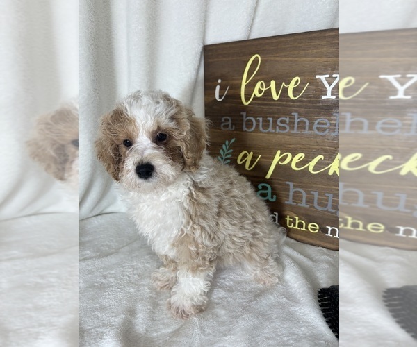 Medium Photo #2 Bernedoodle (Miniature) Puppy For Sale in GREENFIELD, IN, USA