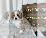 Small #1 Bernedoodle (Miniature)