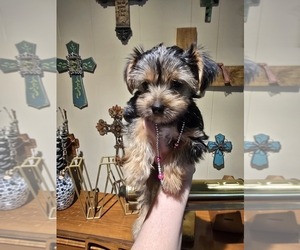 Yorkshire Terrier Puppy for Sale in CLAREMORE, Oklahoma USA