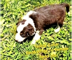 Puppy Yellow Collar Border Collie