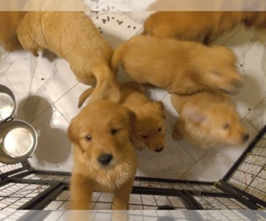 Golden Retriever Puppy for sale in IVA, SC, USA