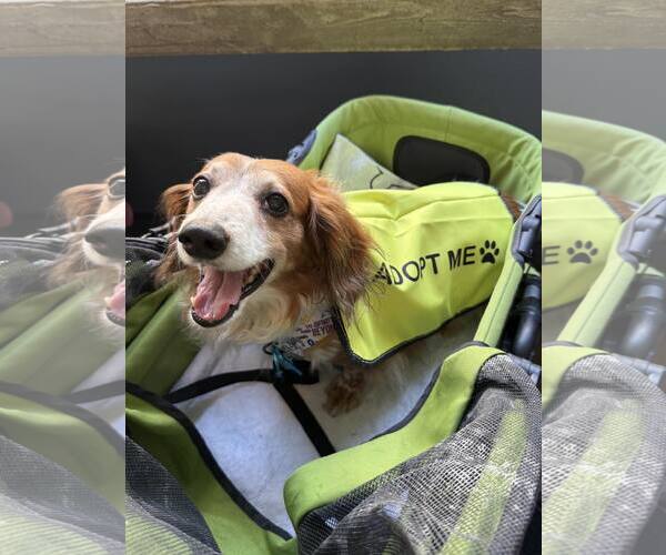 Medium Photo #6 Dachshund Puppy For Sale in Tampa, FL, USA