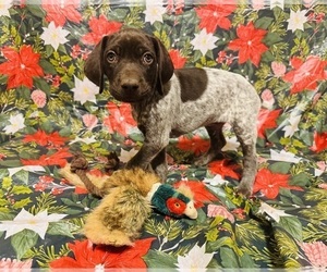 German Shorthaired Pointer Puppy for sale in WOODLAND PARK, CO, USA