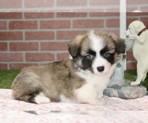 American Corgi Puppy for sale in PITTSBURG, KS, USA