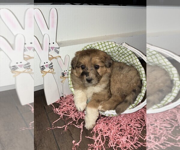 Medium Photo #5 Australian Shepherd-German Shepherd Dog Mix Puppy For Sale in CRAWFORD, CO, USA