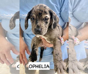 Catahoula Leopard Dog-Labrador Retriever Mix Dogs for adoption in GILBERTS, IL, USA