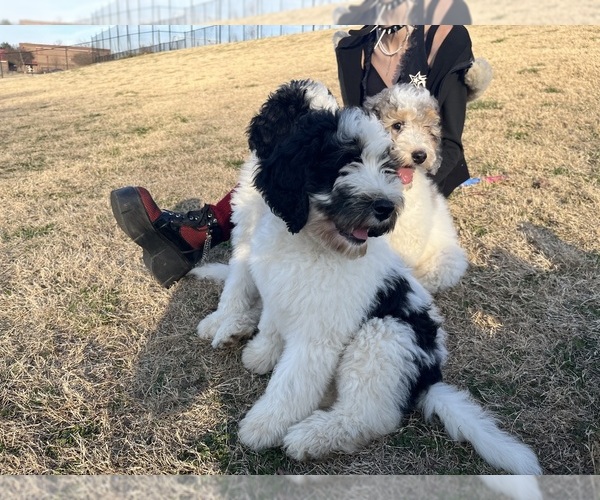 Medium Photo #38 Bernedoodle Puppy For Sale in CLEVELAND, TN, USA
