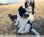 Small Photo #38 Bernedoodle Puppy For Sale in CLEVELAND, TN, USA