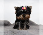 Small #3 Yorkshire Terrier