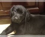 Small Photo #4 Labrador Retriever Puppy For Sale in JEFFERSONTOWN, KY, USA