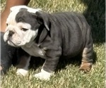 Small #2 Bulldog
