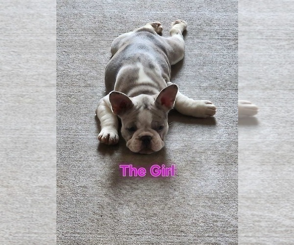 Medium Photo #3 French Bulldog Puppy For Sale in NAMPA, ID, USA