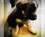 Small Photo #1 German Shepherd Dog Puppy For Sale in CLOVIS, CA, USA