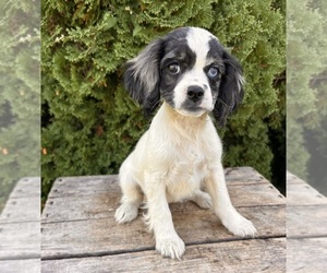 Cockapoo Puppy for sale in MIDDLEBURY, IN, USA