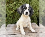 Small Cockapoo