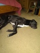 Small Photo #1 Great Dane Puppy For Sale in ELM CITY, NC, USA