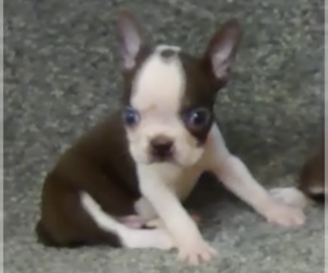 Boston Terrier Puppy for sale in BEND, OR, USA
