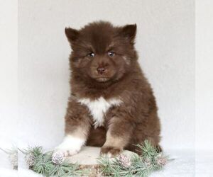 Pomsky Puppy for sale in PARKESBURG, PA, USA