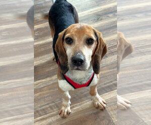 Beagle Dogs for adoption in Dunnellon, FL, USA