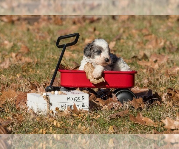 Medium Photo #2 Bernedoodle (Miniature) Puppy For Sale in PRAIRIE VIEW, KS, USA