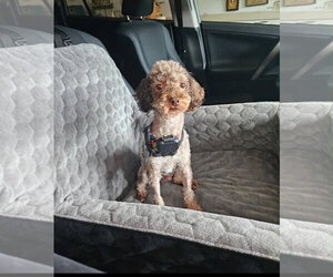 Poodle (Miniature) Dogs for adoption in Holly Springs, NC, USA