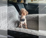 Small Poodle (Miniature)