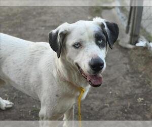Labrador Retriever-Unknown Mix Dogs for adoption in Tulsa, OK, USA
