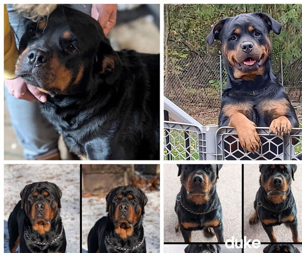 Medium Photo #1 Rottweiler Puppy For Sale in SHARPSVILLE, PA, USA