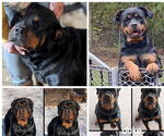 Small Photo #1 Rottweiler Puppy For Sale in SHARPSVILLE, PA, USA