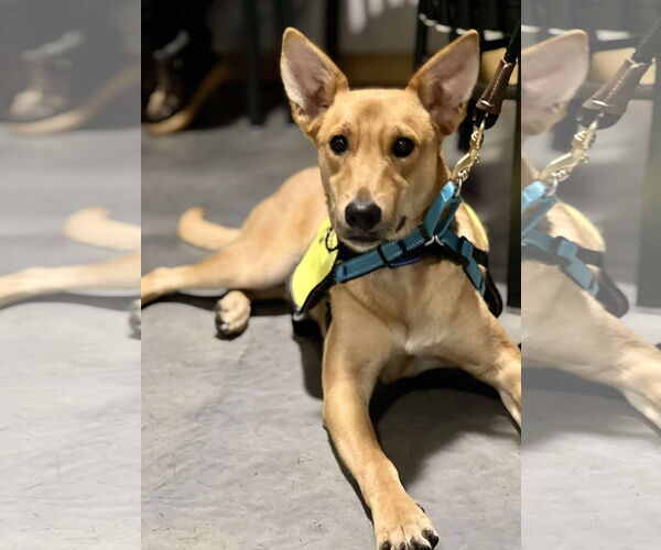 Medium Photo #3 Mutt Puppy For Sale in Minneapolis, MN, USA