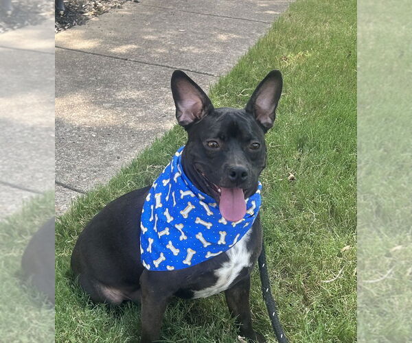 Medium Photo #2 Mutt Puppy For Sale in Munford, TN, USA
