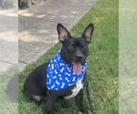 Small #1 Mutt