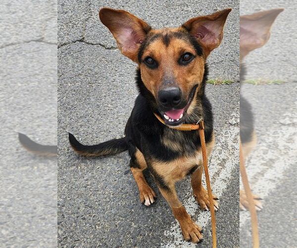 Medium Photo #2 Mutt Puppy For Sale in Rockaway, NJ, USA