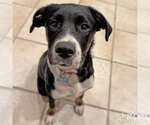 Small #5 Labrador Retriever Mix