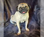 Small #1 Pug