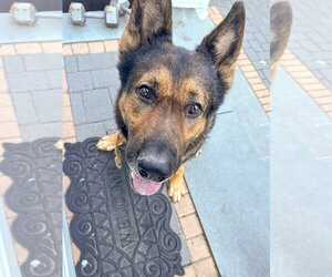 Rambo - Male German Shepherd Dog Dog for Adoption - Photo #3