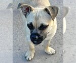 Small Photo #6 Pug-Unknown Mix Puppy For Sale in Corona, CA, USA